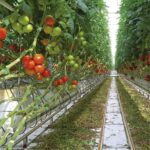 Velcro Green Tie Pflanzenanbinder Klettband wird in einer großen Plantage genutzt um Tomaten anzubinden