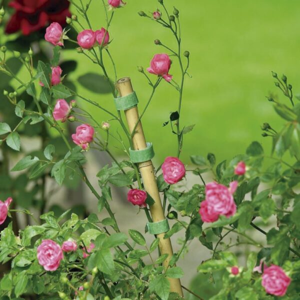 Blumen werden mit dem Velcro Greentie Pflanzenanbinder an einem Bambusstab angebunden.