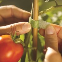 Velcro Greentie wird verwendet um eine Tomatenpflanze anzubinden.